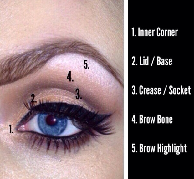 Areas of the eye